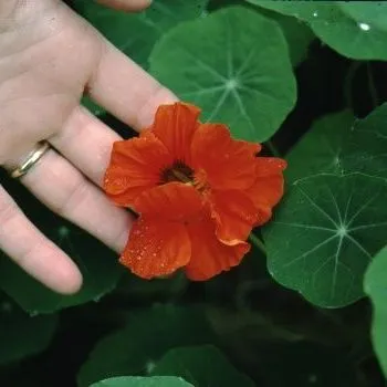 thumbnail for publication: Tropaeolum x 'Jewel Mix' 'Jewel Mix' Nasturtium, 'Jewel Mix' Watercress